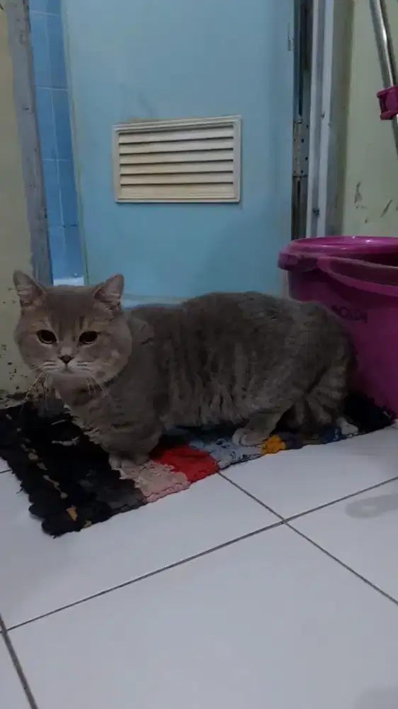 Kucing Munchkin BSH Abu British Short Hair Jantan Jago Kawin