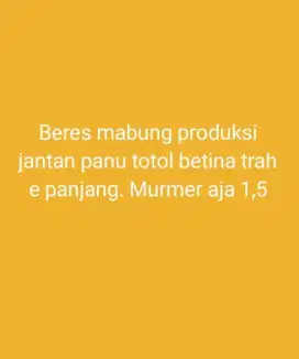 Jual burung murai