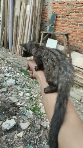 musang pandan 3-4 bulan