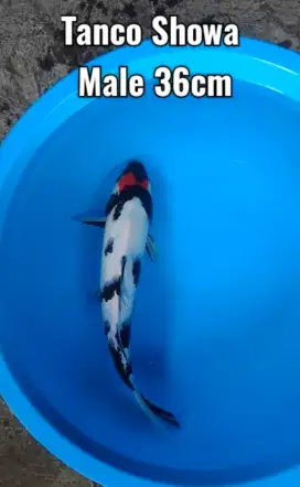 Koi Tanco Siwa istimewa 37cm