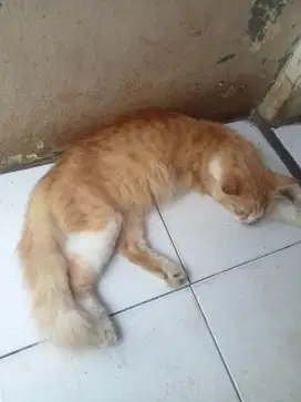 KUCING PERSIA BETINA