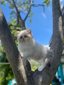 Kucing Ragdoll Betina