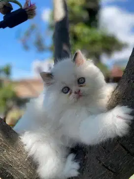Kucing Persia Ragdoll