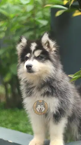 Puppy Siberian Husky Istimewa