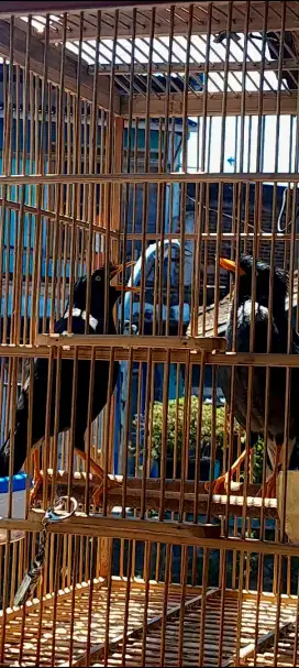 BURUNG JALAK SEPASANG GACOR NGETROK  CEREWET PLUS SANGKAR