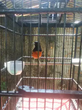 Murai muda hutan gacor minus katarak mata sebelah kanan