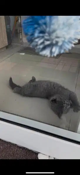 Kucing BSH Kitten