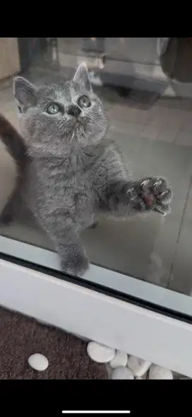 Kucing BSH Kitten