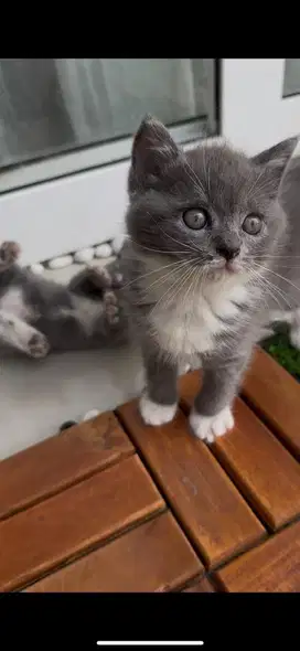 Kucing BSH Kitten