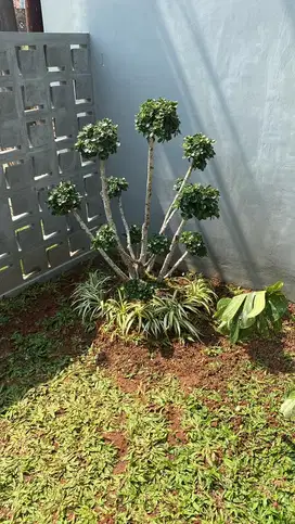 Tanaman Bonsai Dolar Jepang