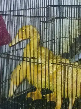 Bebek lokal dan peking usia 1 bulan