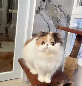 Kitten Persian Calico 6 bulan