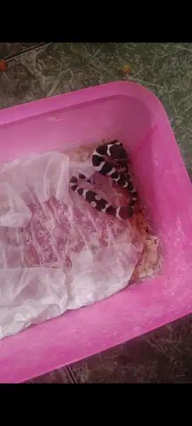 Leopard gecko baby