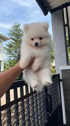 Mini pomerian dan Poodle Stb vaksin COD VISIT welcome