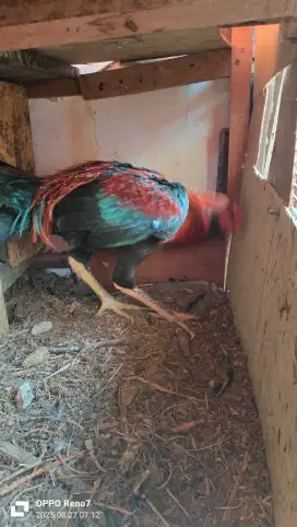Ayam jago kampung