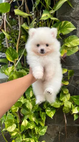 Mini pomerian Poodle Stb vaksin Cod visit welcome