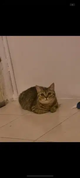 BSH 7 bulan warna tabby