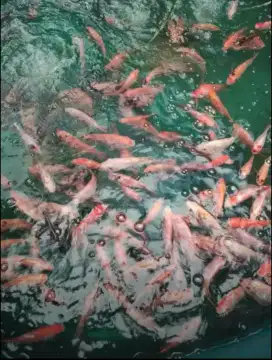 Ikan Nila Hidup