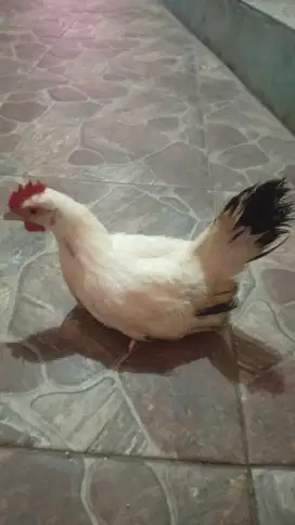 Jual Ayam Kate.