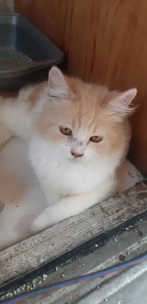 Kucing betina persia