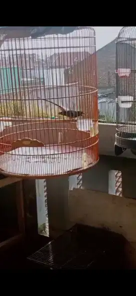 Murai gaccor prestasi
