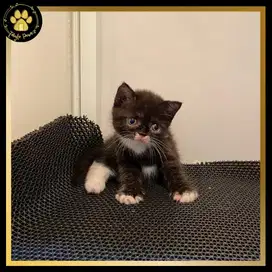OPEN BOOKING BRITISH SHORTHAIR MUNCHKIN NON STANDAR BETINA
