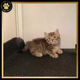 OPEN BOOKING MUNCHKIN BSH JANTAN