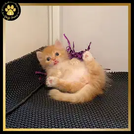 OPEN BOOKING MUNCHKIN BSH LONGHAIR JANTAN