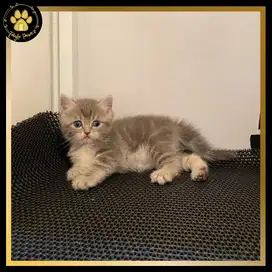 OPEN BOOKING BRITISH SHORTHAIR MUNCHKIN NON STANDAR JANTAN