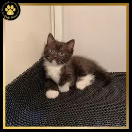 OPEN BOOKING BRITISH SHORTHAIR MUNCHKIN NON STANDAR JANTAN