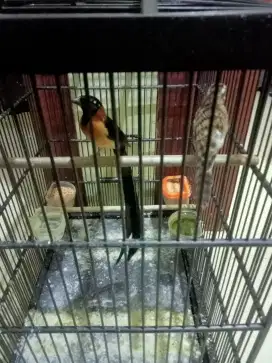 Paradise whydah