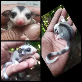 SUGAR GLIDER MOZAIK JOEY JANTAN UMUR 1 BULAN
