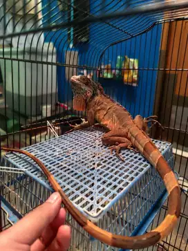 Iguana super red
