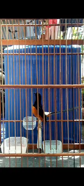 Burung murai gacor