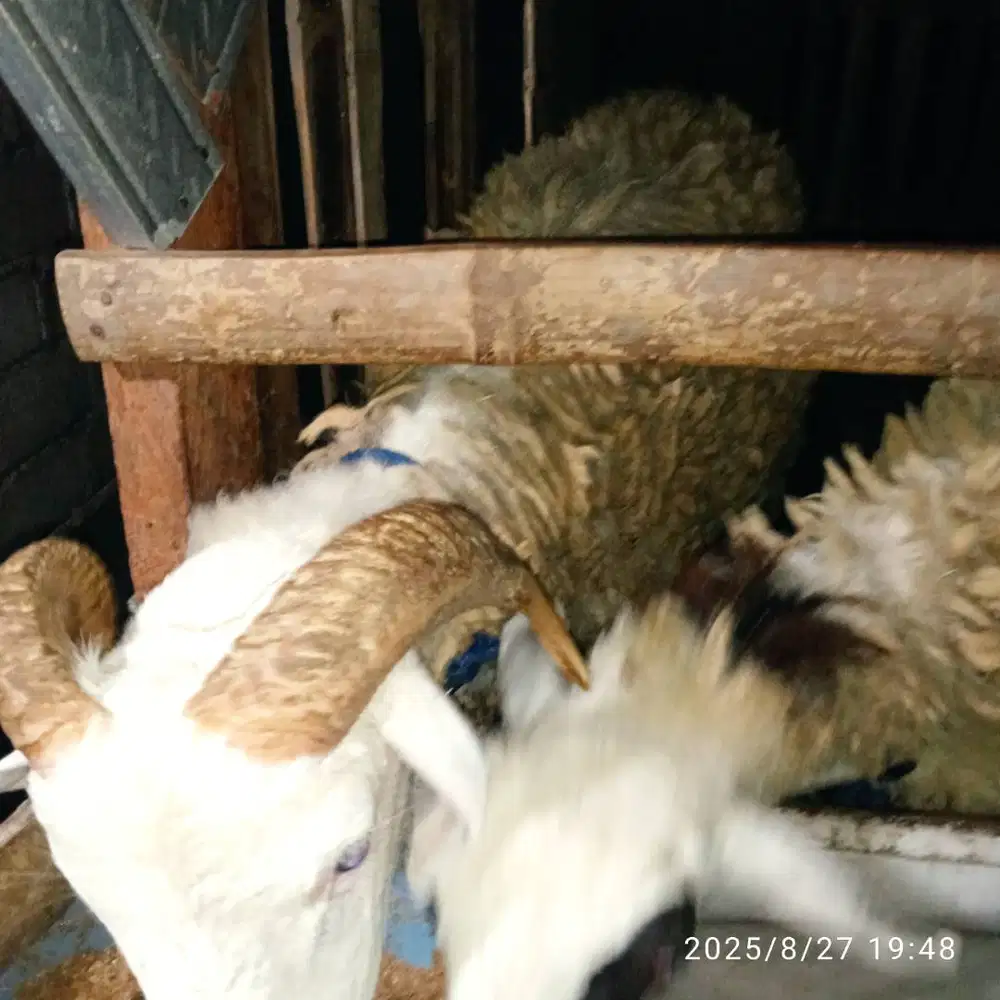 domba jantan tanduk joss