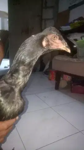 Ayam Bangkok babon DereanMangonXPakhoy siap nelur