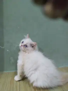 Kucing kitten himalaya redpoint jantan