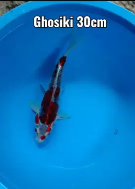 Koi ghosiki size 30cm