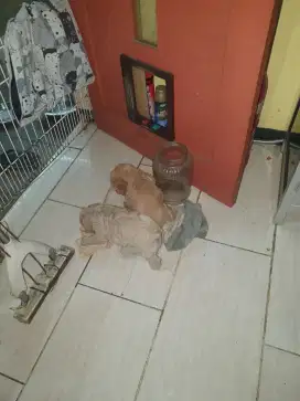 Anak poodle 3 ekor