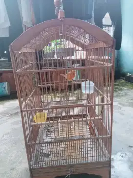 Kenari bikang fulset SM kandang