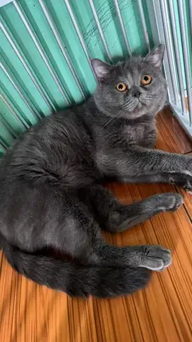 British short hair (BSH)