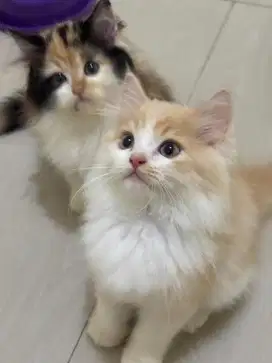 kucing persia flatnose