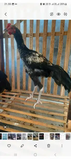 Ayam Pama X Phakoy Jantan bisa barter..