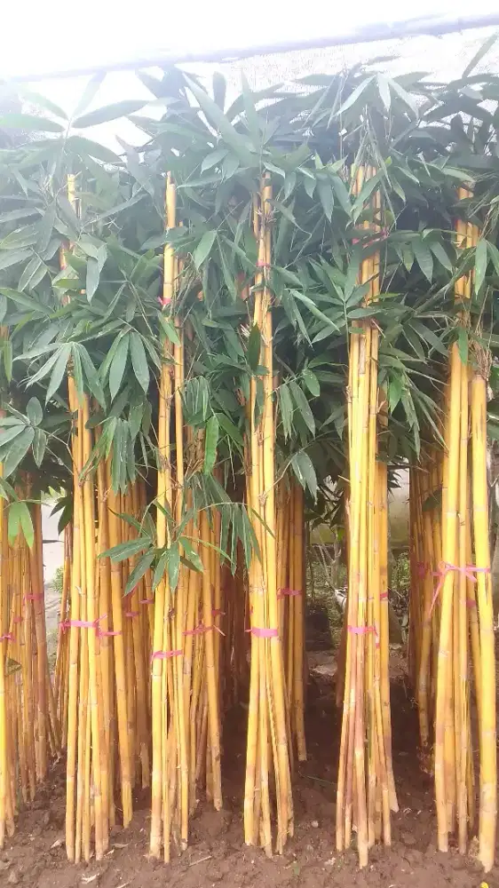 Jual pohon bambu kuning