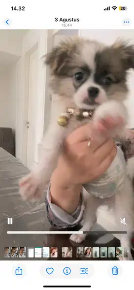 Jual pom umur 3 bulan