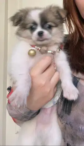 Jual pom umur 3 bulan