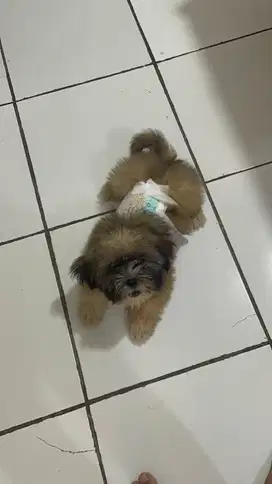 Dijual anjing shitzu mix husky umur 3bulan