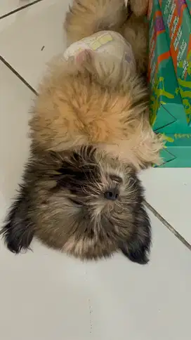 Dijual anjing shitzu mix husky umur 3bulan