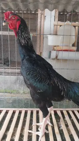 Ayam Shamo Eropa x japan