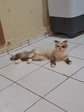 Indukan ragdol betina